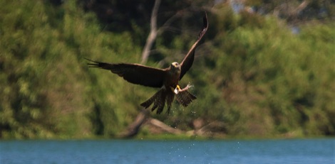 Black kite